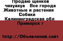 Продаю щенков чихуахуа - Все города Животные и растения » Собаки   . Калининградская обл.,Приморск г.